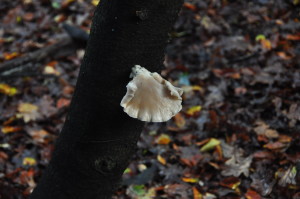 funghi in New Forest