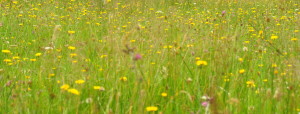 Wildflowers