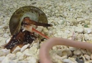 Cone snail eating worm