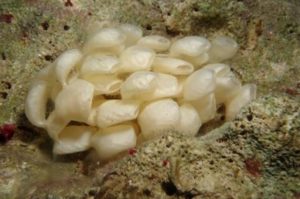Cone snail eggs