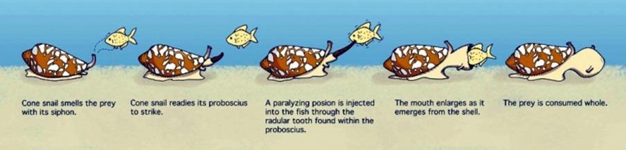 Cone Snail Hunting
