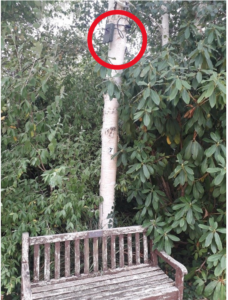 Bat detector on silver birch tree