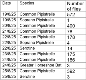 List of Bat Species Recorded August 2025