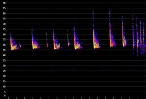 Sonagram of Common Pipistrelle Bat Call 